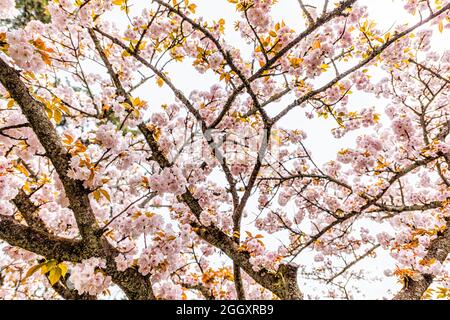 Kyoto Giappone in primavera vista ad angolo basso guardando verso il cielo su sakura ciliegia fiore petali fiori su albero in giorno nuvoloso Foto Stock