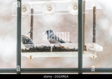junco con occhi scuri e titmouse con ciuffi, due uccelli insieme, arroccato su un alimentatore di uccelli in plastica all'interno con semi in Virginia e junco uccelli combattendo Foto Stock