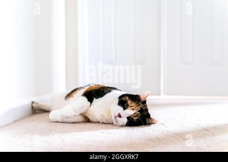 Triste calico senior gatto sdraiato in attesa dalla porta della camera da letto per i proprietari di aprire come felino lasciato dietro abbandonato Foto Stock