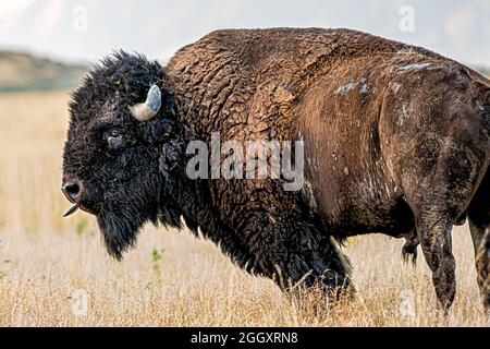 Primo piano di una sporca toro maschio selvaggio bisonte spargimento di pelliccia con coda e corna sul parco statale di Antelope Island vicino al Great Salt Lake in Utah e lingua licki Foto Stock