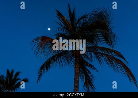 Silhouette di palme al crepuscolo fuso blu ora isolato contro il cielo scuro con la luna a Mallory Square di Key West, Florida Foto Stock