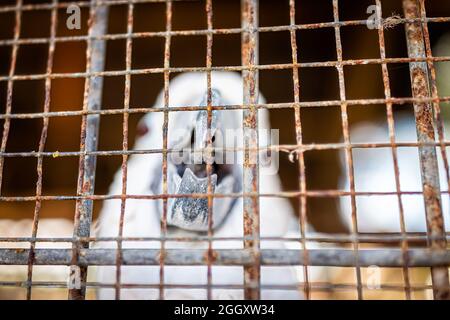 Un pappagallo carino bianco cockatoo che guarda attraverso i cavi della gabbia in casa o in negozio di animali domestici triste attesa di adozione a Key West, Florida Foto Stock