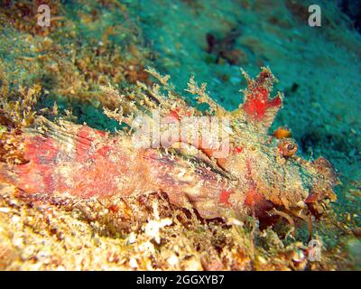 Lo scorpione tasseled (Scorpaenopsis Oxycephala) sta nuotando nel mare filippino 18.10.2011 Foto Stock