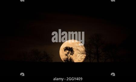 luna piena che sorge dietro l'orizzonte su una montagna silhouette di alberi, immagine scura con spazio per la copia Foto Stock