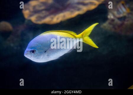 Fuoco morbido di un giallo e blueback fusilier in un acquario Foto Stock