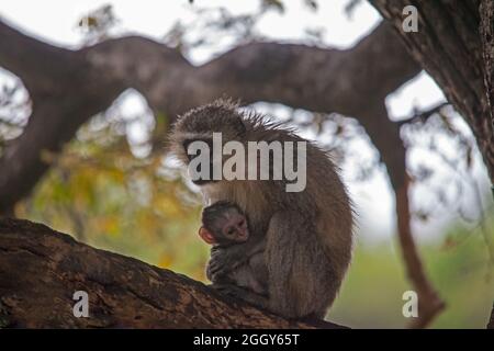 Wet Vervet Monkey Cercopithecus aethiops con bambino 13759 Foto Stock