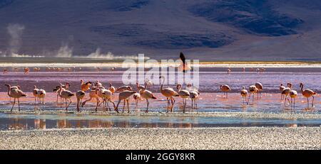 Gruppo di Flamingos a Laguna Colorada , Bolivia Foto Stock