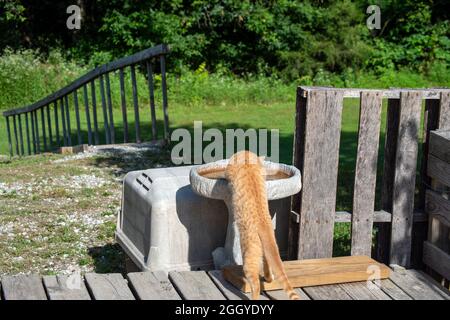 Questa tovana arancione si erge sul ponte di legno e ruba una bevanda d'acqua dal bagno degli uccelli del cortile posteriore. Effetto bokeh. Foto Stock