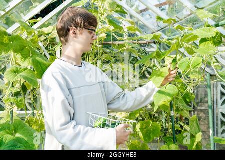 Giovane uomo che raccoglie raccolto di cetrioli freschi nel giardino serre soleggiato. Raccolta. Stile di vita di Cottagecore. Generazione dei milleniali. Foto Stock