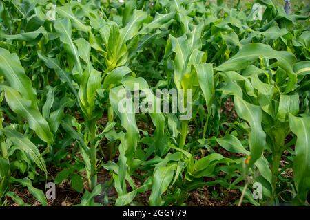 Stocchi verdi alti di mais organico che crescono in un campo di labirinto di mais. Il vegetale alto e sano ha lunghi steli spessi, foglie verdi vibranti ed è raggruppato t Foto Stock