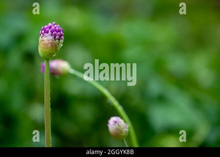 Un closeup vivace viola allium giganteum su un gambo verde. Il bocciolo di palla rotonda si sta rompendo dal suo baccello esponendo l'inizio di una fioritura violetta. Foto Stock