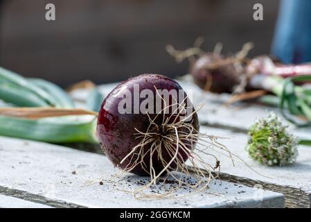 La cipolla rossa fresca, la cipolla bianca dolce e le verdure di cipolla gialla sono state raccolte e sedute su un tavolo grigio di legno al sole. Foto Stock