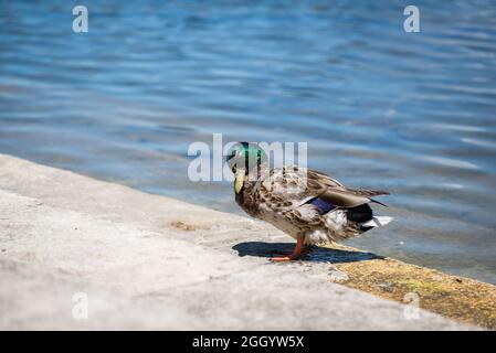 Ritratto di un maschio Mallard Duck in piedi su una piattaforma di cemento su una riva di un laghetto Foto Stock