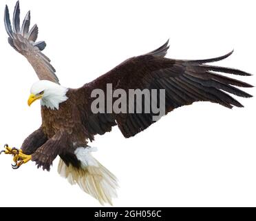 Aquila calva che vola attacco swoop disegno a mano e vernice colore su sfondo bianco illustrazione vettoriale. Illustrazione Vettoriale