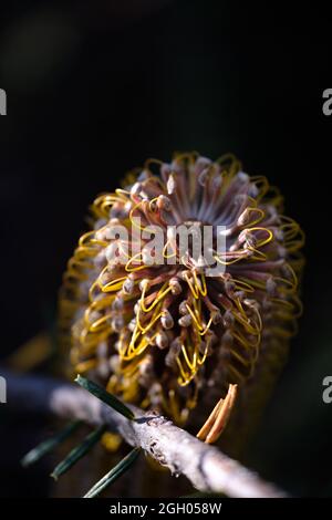 Immagine macro di un fiore Banksia Foto Stock