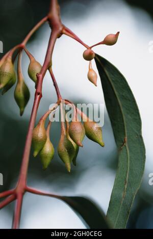 Germogli di fiori di un albero di eucalipto Foto Stock