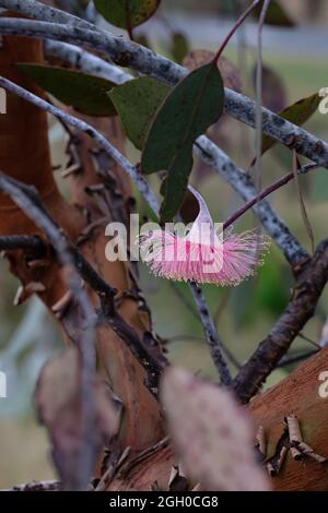 Bellissimo fiore di eucalipto rosa soffice Foto Stock