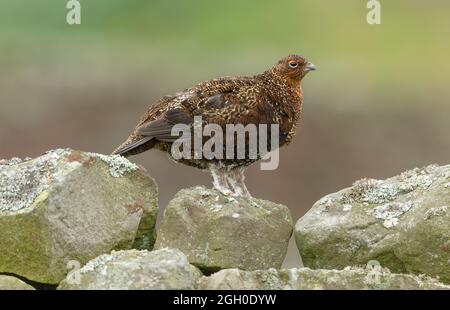 Red Grouse maschio o cockbird si fermò su un muro di pietra a secco coperto di lichen e rivolto a destra. Pulire lo sfondo con lo spazio di copia. Nome scientifico: Lagopus Lago Foto Stock
