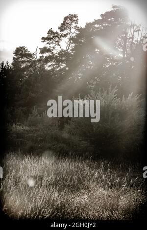 Raggi di luce solare sono catturati che arrivano attraverso le cime degli alberi all'erba sottostante in questa immagine bianca e nera Foto Stock