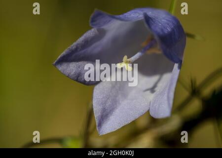 Primo piano sul fiore viola del harefell (Campanula rotundifolia) a Lackford Lakes in Suffolk Foto Stock