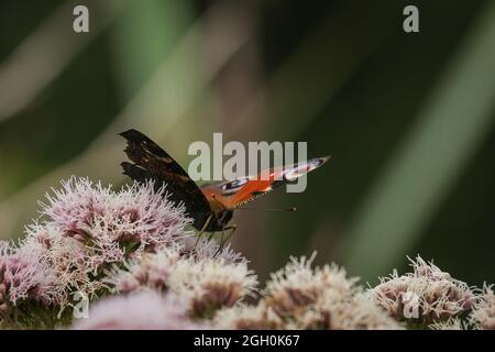 Una farfalla di pavone (Aglais io) che si alimenta di fiori rosa nella vegetazione di fenland di Lakenheath Fen in Suffolk Foto Stock