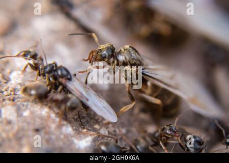 La regina nera della formica (Niger di Lasius) sta emergendo prima di volare verso una nuova casa a Lakenheath Fen in Suffolk Foto Stock