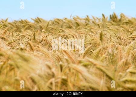 sfondo di spighe maturanti di campo di grano giallo sullo sfondo del cielo nuvoloso tramonto. Foto Stock