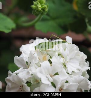 grasshopper (nome scientifico Orthoptera Caelifera) di classe animale Insecta (insetti) su geranio fiore Foto Stock