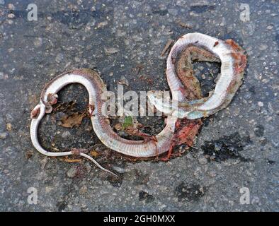 Serpente morto sulla strada, Rio de Janeiro, Brasile Foto Stock