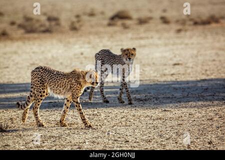 Due giovani Cheetahs che camminano nel deserto nel parco di Kgalagadi transfrontier, Sudafrica ; specie Acinonyx jubatus famiglia di Felidae Foto Stock