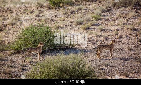 Due giovani Cheetahs che camminano nel deserto nel parco di Kgalagadi transfrontier, Sudafrica ; specie Acinonyx jubatus famiglia di Felidae Foto Stock