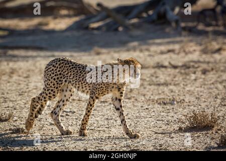 Giovane Cheetah che cammina nel deserto nel parco di Kgalagadi transfrontier, Sudafrica; specie Acinonyx jubatus famiglia di Felidae Foto Stock