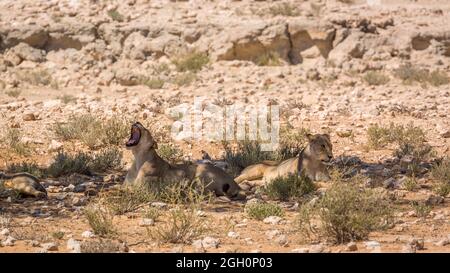 Due leonessa africana giacenti sotto ombra e sbava nel parco di Kgalagadi, Sudafrica; la famiglia di specie Panthera leo di Felidae Foto Stock