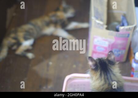 Gatto giapponese super senior nei suoi ultimi giorni Foto Stock