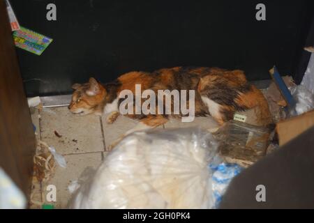 Gatto giapponese super senior nei suoi ultimi giorni Foto Stock
