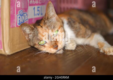 Gatto giapponese super senior nei suoi ultimi giorni Foto Stock