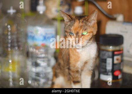 Gatto giapponese super senior nei suoi ultimi giorni Foto Stock