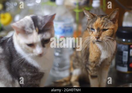 Gatto giapponese super senior nei suoi ultimi giorni Foto Stock