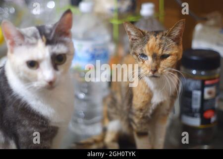 Gatto giapponese super senior nei suoi ultimi giorni Foto Stock