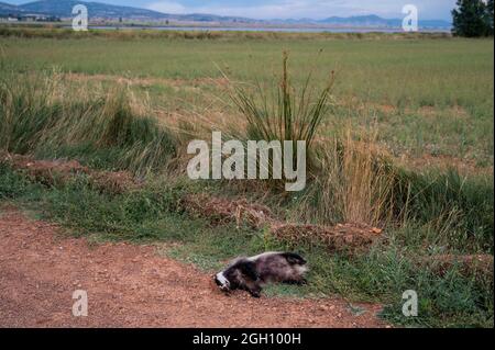 Un tasso europeo (Meles meles) si trova morto sul terreno vicino a una strada al lago di Gallocanta, un sito dichiarato Ramsar, che protegge una superficie di 6,720 ettari come un w Foto Stock