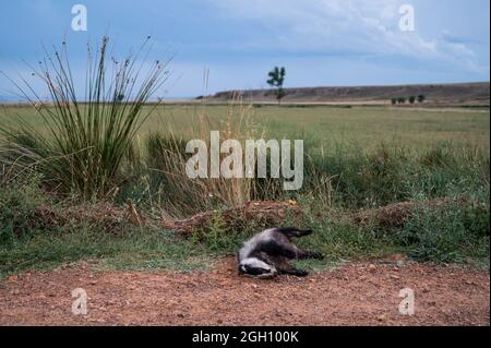 Un tasso europeo (Meles meles) si trova morto sul terreno vicino a una strada al lago di Gallocanta, un sito dichiarato Ramsar, che protegge una superficie di 6,720 ettari come un w Foto Stock