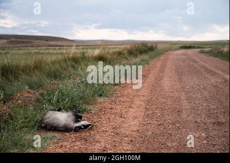 Un tasso europeo (Meles meles) si trova morto sul terreno vicino a una strada al lago di Gallocanta, un sito dichiarato Ramsar, che protegge una superficie di 6,720 ettari come un w Foto Stock