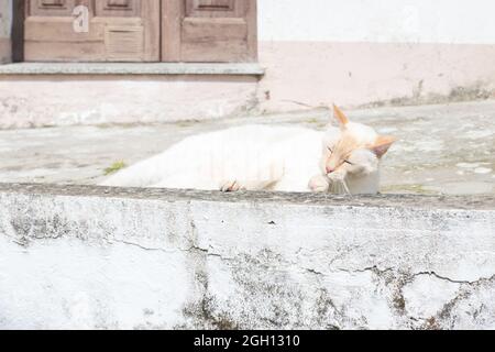 Rilassato occhi chiusi gatto bianco poggiando la testa sul piede anteriore su un marciapiede. Foto Stock