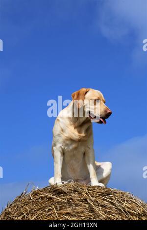 golden retriever sul campo Foto Stock