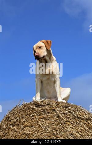 golden retriever sul campo Foto Stock