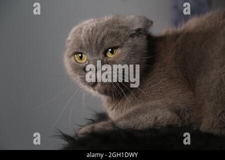 Un grasso pigro scottish fold gatto è sdraiato addormentato. Gatto malsano. Foto Stock