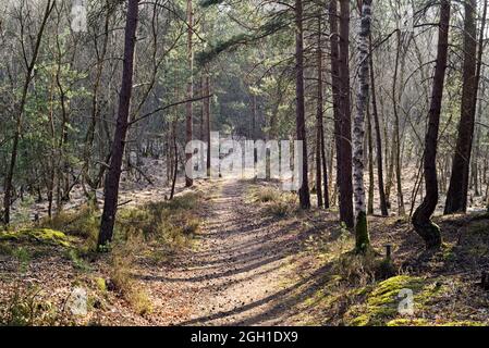 Percorso forestale, sito della '' Valle di Moussue '', foresta di Rambouillet, Parco Naturale Regionale Haute Vallee de Chevreuse, Dipartimento Yvelines, Ile de France