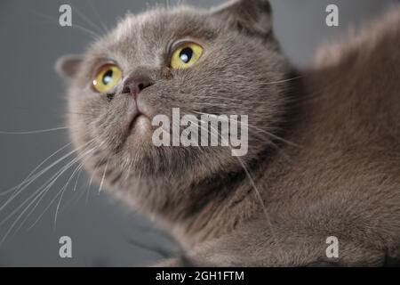 Un grasso pigro scottish fold gatto è sdraiato addormentato. Gatto malsano. Foto Stock