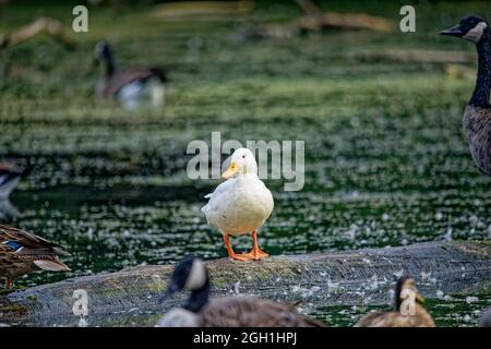 White Mallard (Anas platyrhynchos) nel parco del Wisconsin Foto Stock