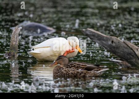 White Mallard (Anas platyrhynchos) nel parco del Wisconsin Foto Stock